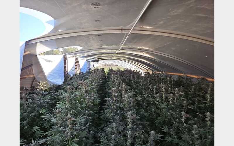 Lassen County Sheriff’s Office Eradicates 10,000 Illegal Marijuana Plants in Ravendale
