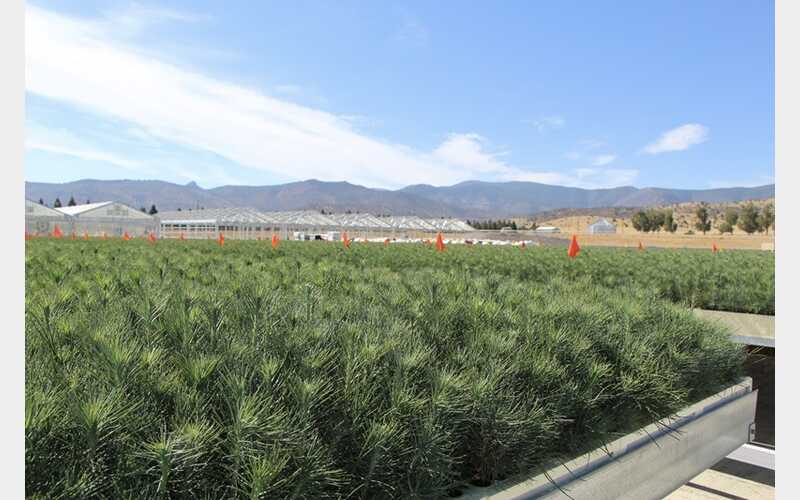 SPI Unveils Cutting-Edge Nursery to Boost California Reforestation Efforts