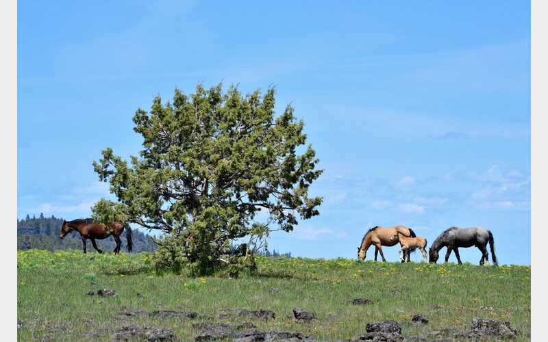 Public Hearing Scheduled on Use of Helicopters in Wild Horse Gather Operations