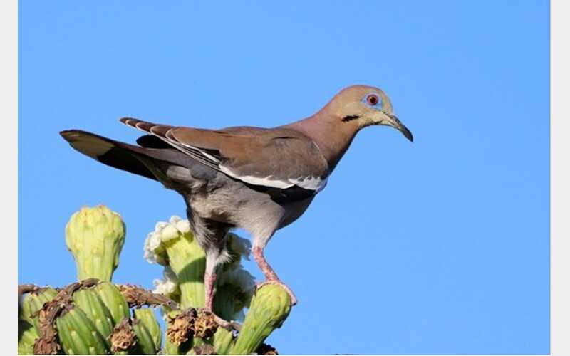 CDFW Seeks Artists to Enter California Upland Game Bird Stamp Art Contest