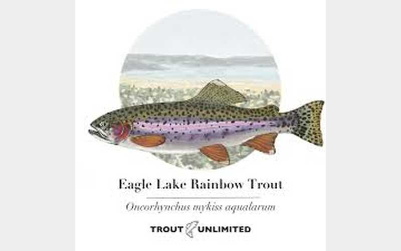 Reviving Pine Creek A Crucial Step for Eagle Lake Rainbow Trout Survival