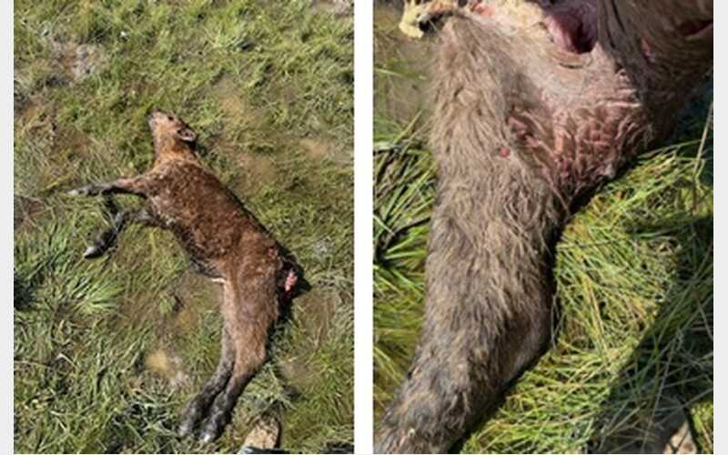 Wolf Activity Impacts Siskiyou County; Lassen and Plumas See Fewer Depredations