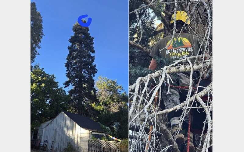 Cat Stuck 120 Feet Up Pine Tree Sparks Two-Week Community Rescue Effort
