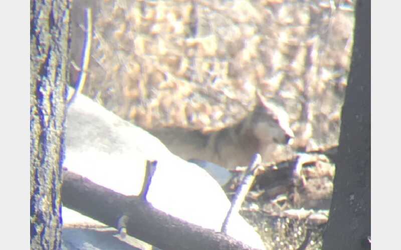 CDFW Reports New Wolf Depredations in Northern California