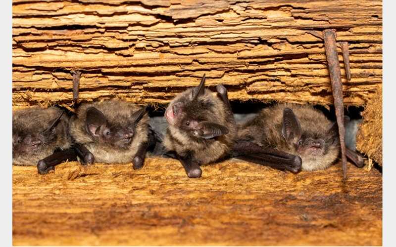 Bats Face Real-Life Horror in California as Deadly Fungus Threatens Their Survival