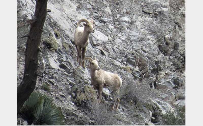 Join the Conversation on the Future of Californias Bighorn Sheep