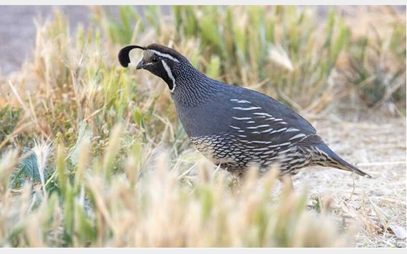 CDFW Anticipates Good Conditions for Quail and Chukar Hunting