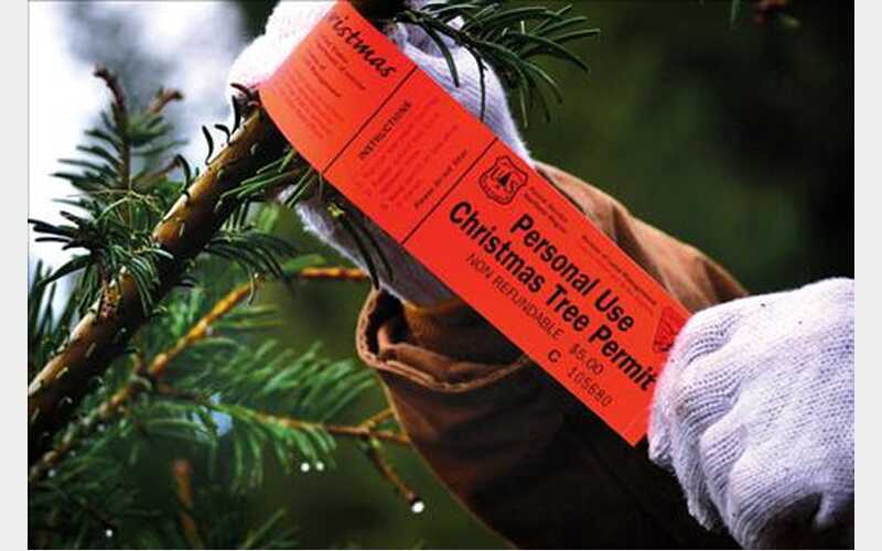 Plumas NF Christmas Tree Permits on Sale