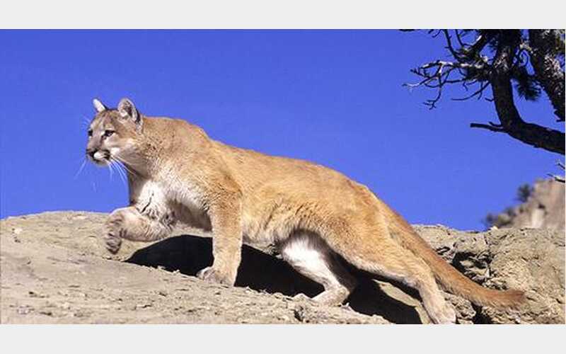 Mountain Lion Attack on Summer Camp Employee Prompts Safety Warnings in Trinity County