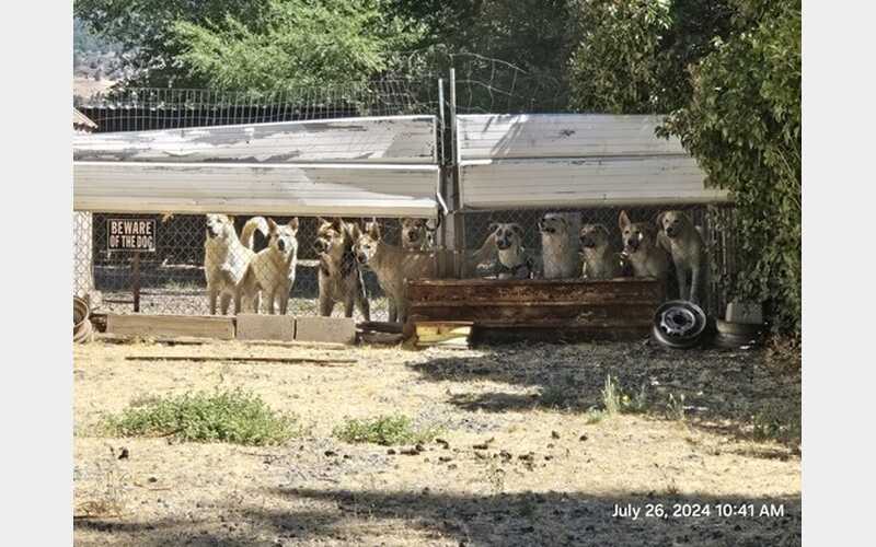 Wolf-Dog Hybrid Controversy Deepens as Susanville Man Faces Court Charges