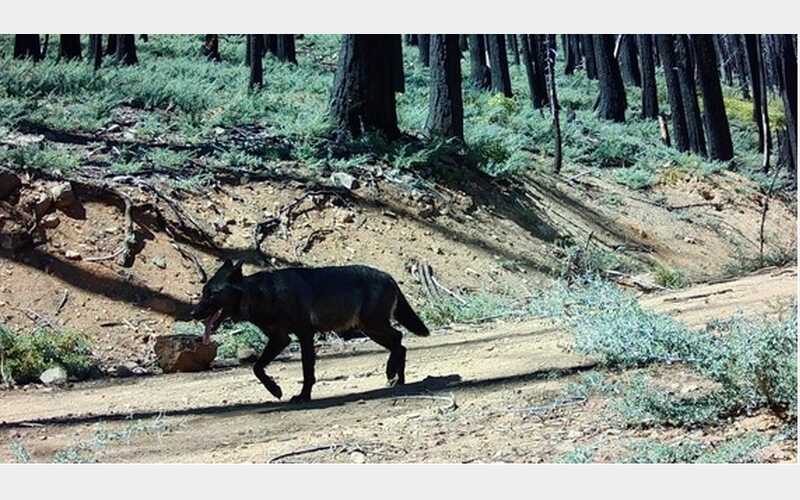California Wolf Project: New Initiative to Shape the Future of Wolves in California’s Changing Landscape