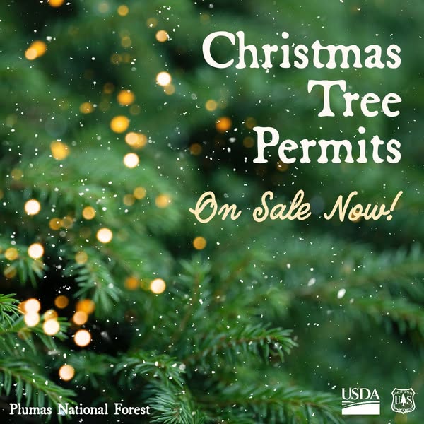 Experience the Tradition and Joy of Cutting Your Own Christmas Tree in Plumas National Forest