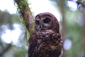 Biologists Work to Protect Northern Spotted Owls Amid Competition from Barred Owls
