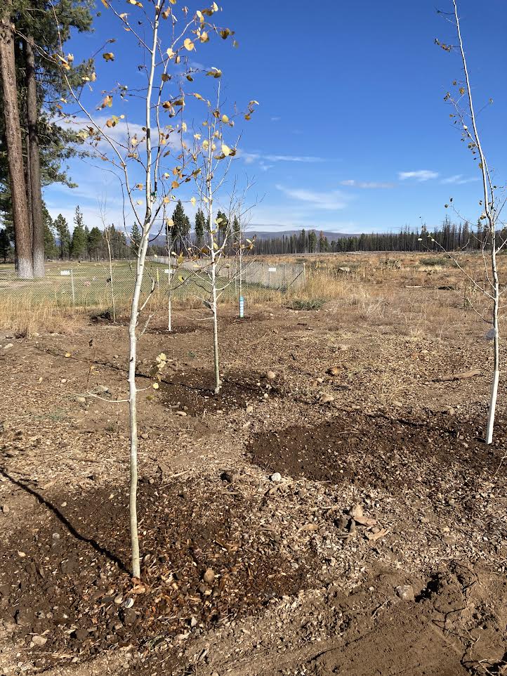Revitalization Efforts Continue at Chester Cemetery with New Tree Plantings