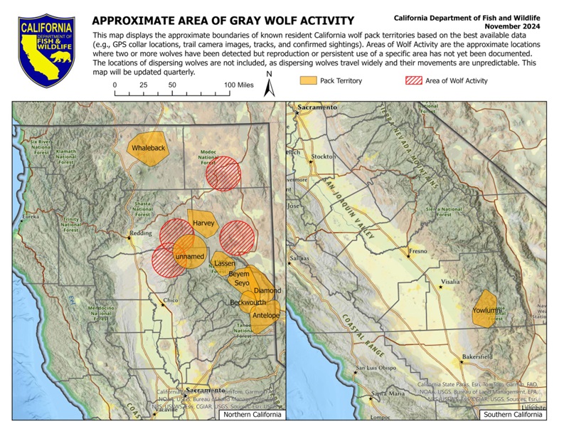 Gray Wolf Activity Confirmed in Lassen Volcanic National Park