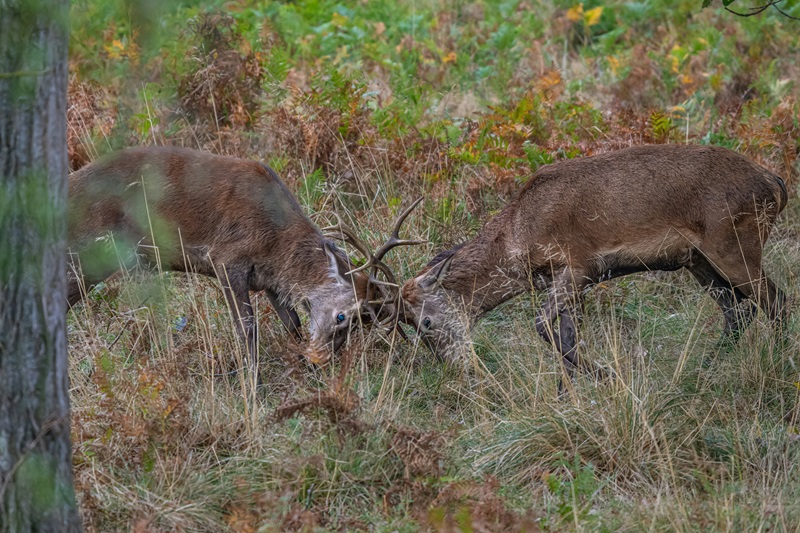 Deer Activity Increases During Rut Season: Drivers Urged to Stay Vigilant