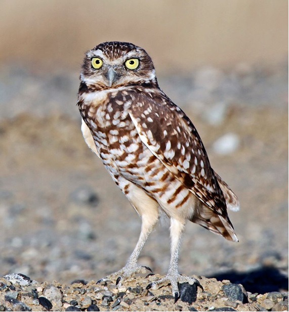 Public Invited to Comment on Proposal to List Western Burrowing Owl as Endangered