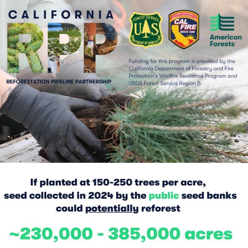 Californias Record Cone Collection Spurs Reforestation Success