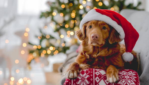 Holiday Pet Safety and Guest Etiquette: A Guide to Keeping Your Furry Friends Happy and Healthy