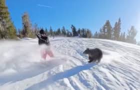 Unexpected Bear Encounter Thrills and Shocks Snowboarders at Heavenly Resort