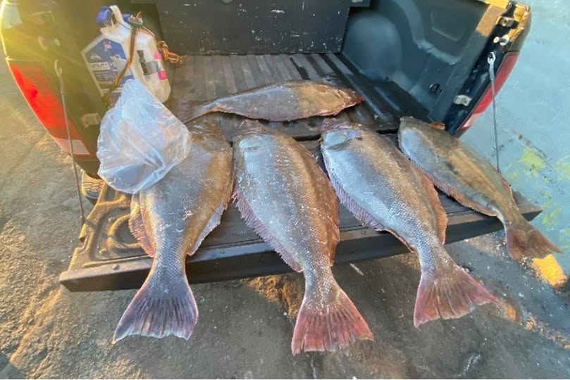 Caught in the Net: Fishermans Attempt to Hide Illegal Catch Unravels at Pier 45