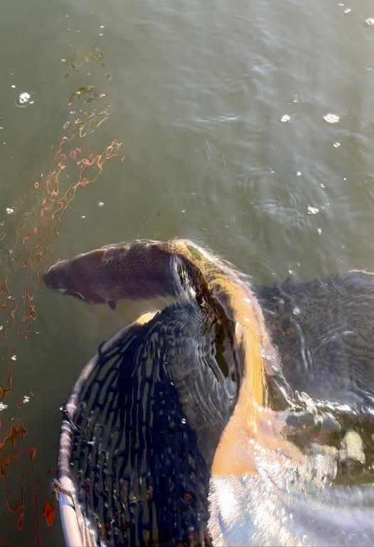 Lake Almanor Fishing Report