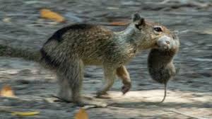 California Ground Squirrels Turn Predator in Surprising Discovery