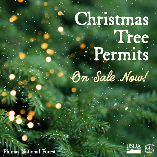 Get Your Christmas Tree Permits at Sparkle in Quincy