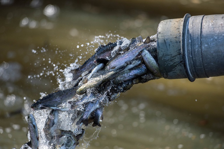 Releasing the Future Feather River Steelhead Make Their Journey