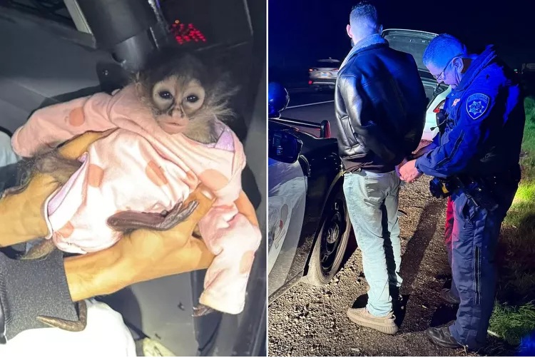 High-Speed Rescue: Spider Monkey Saved from Luxury Car Chase