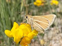 Carson Wandering skipper