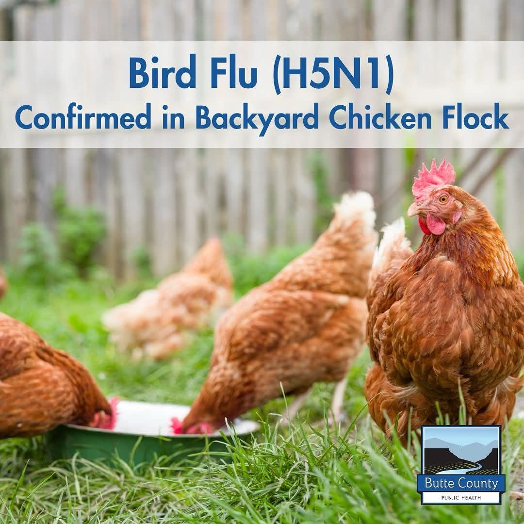 Alert for Poultry Owners in Butte County as Bird Flu Strikes Backyard Flock