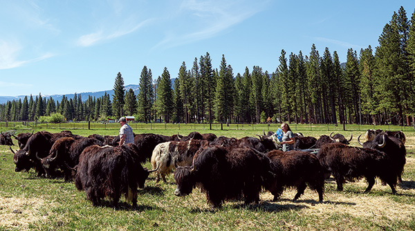 Yaks in Sierra Valley
