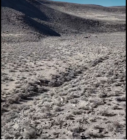 Bighorn Sheep Reintroduced to Northwestern Nevada by BLM and Wildlife Officials