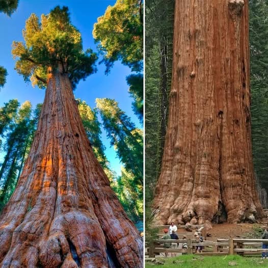 Largest Tree in the World in California