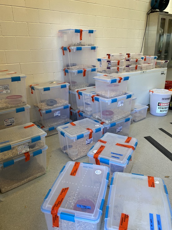 California’s Year of the Snake: Wildlife Sting Operation Uncovers Illegal Trafficking Network