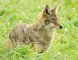 Legislators‚ Farmers‚ Hunters Stop Misguided Coyote Rule