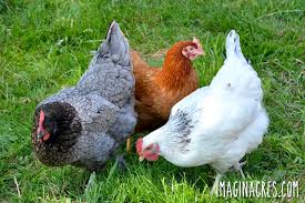 Sacramento Residents Turn to Backyard Chickens Amid Egg Shortage and Rising Prices