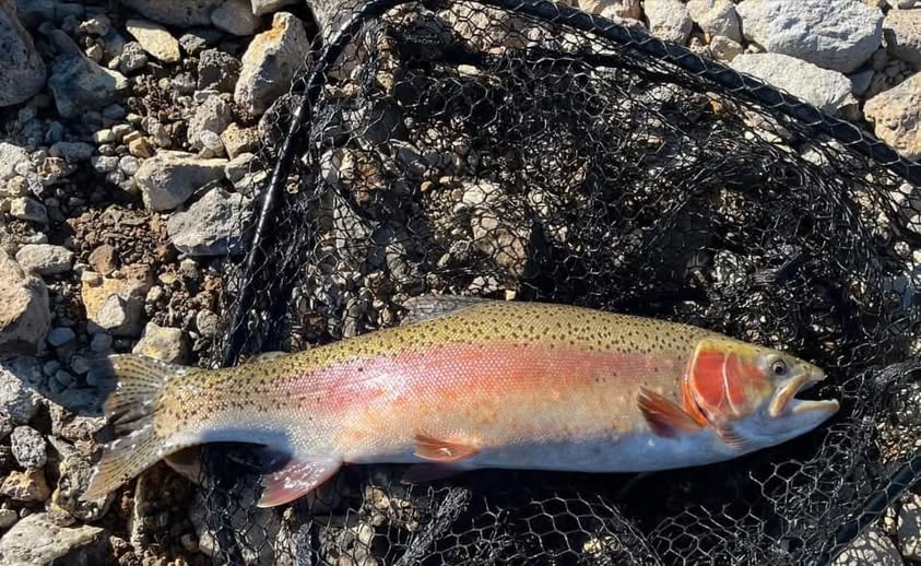 Monster Trout Stocked: 1000 Pounds of Cutbows and Trophies Released Today
