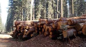 Timber Industry Remains Economic Pillar in Plumas County