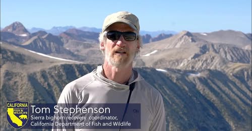 Sierra Nevada BigHorn Sheep