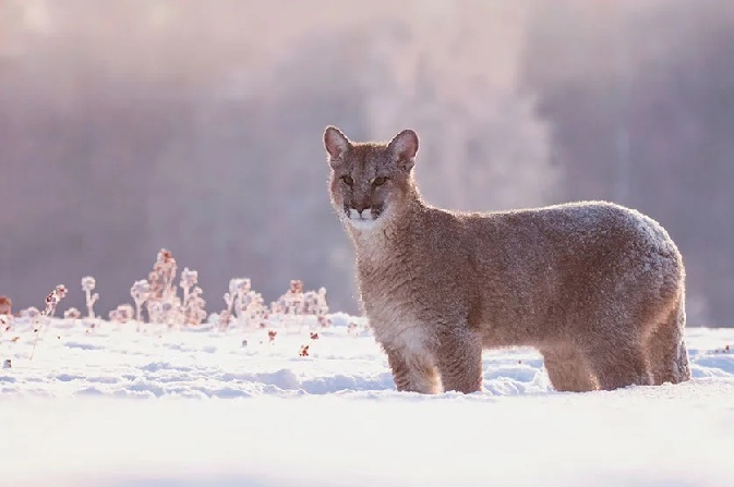 Bill Would Allow Houndsmen to “Tree and Free” Mountain Lions in California