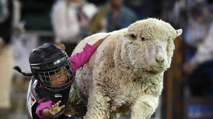 Calling all Mutton Buster up for Reno Rodeo