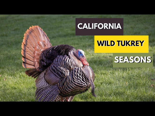 California Spring Turkey Season 2025: Hunting Dates, Regulations, and Resources
