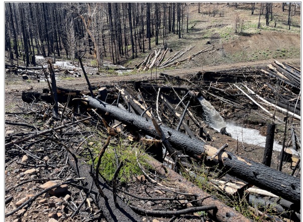 Public Comment Opens for Tributaries Forest Recovery Project in Plumas County