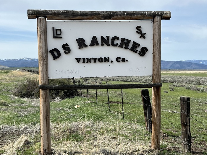 Growing Concerns Over Wolf Attacks on Livestock in Sierra Valley