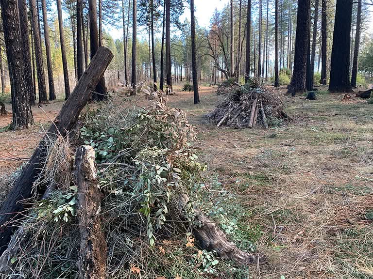 Prescribed Burns Begin at Paradise Lake for Fire Prevention and Safety