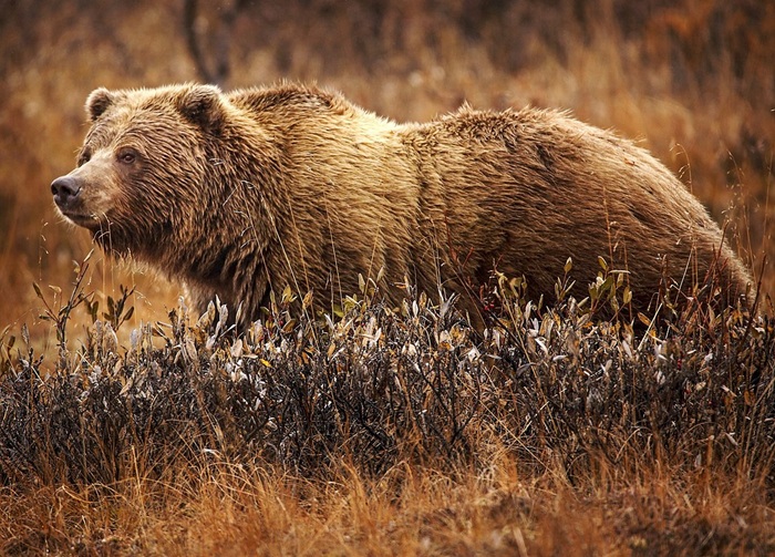 New study assesses return of grizzly bears to California