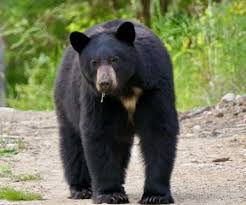 California Lawmaker Advocates for Bill to Enhance Bear Management and Public Safety