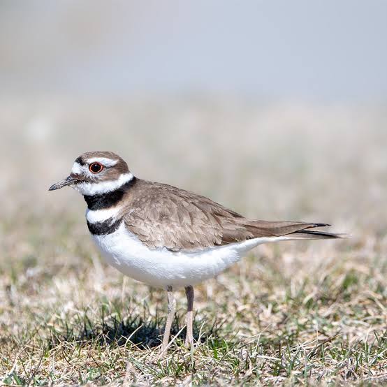 Protecting Killdeer Nests: How to Spot These Ground-Nesting Shorebirds